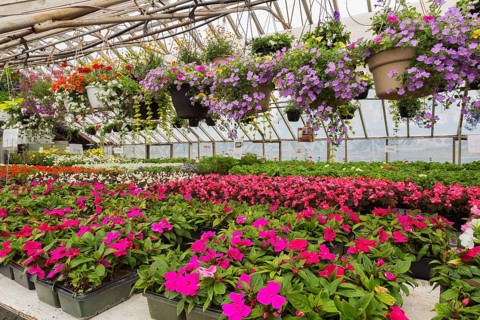 Colourful annual summer flowers