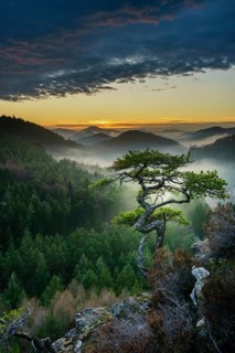Palatinate Forest
