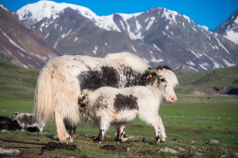 White Yak