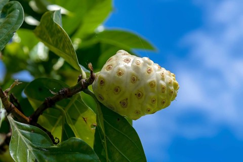 Noni fruit