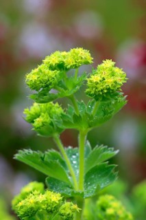 Lady's mantle