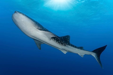 Whale shark