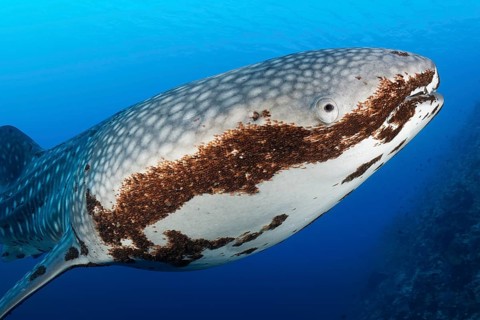 Whale shark