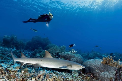 Diver observes Whitetip reef shark