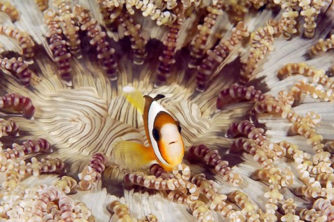 Clark's anemonefish