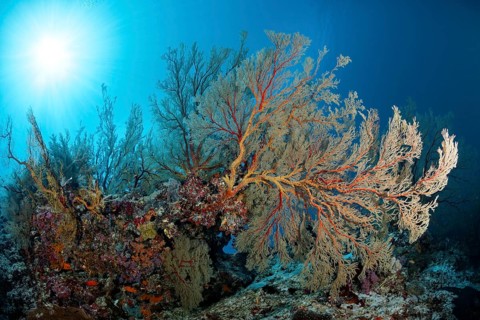 Reef drop-off with large Melithaea gorgonians