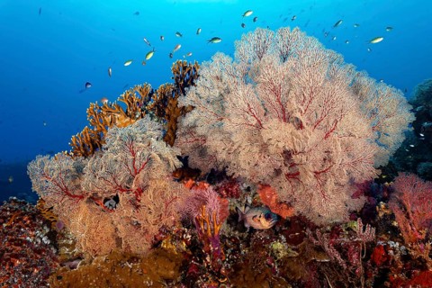 Shadowfin soldierfish