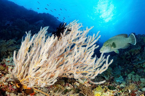 Reef waste with Menella coral