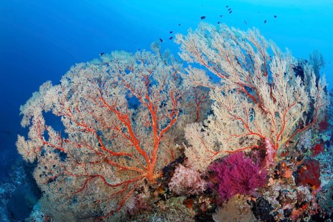 Coral reef with large Melithaea gorgonians