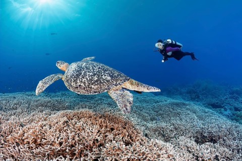 Diver observes Green turtle