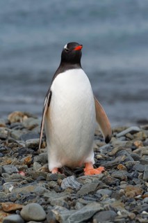 Gentoo penguin