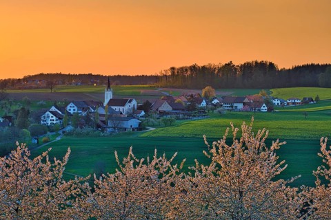Blossoming cherry trees in the evening