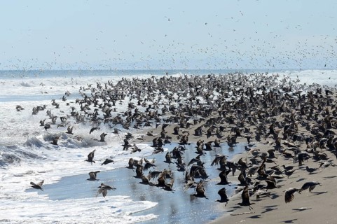Swarm of grey gulls