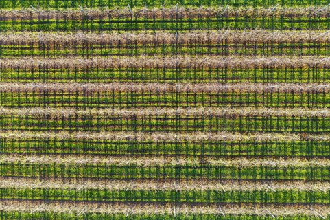 Apple tree plantation from above