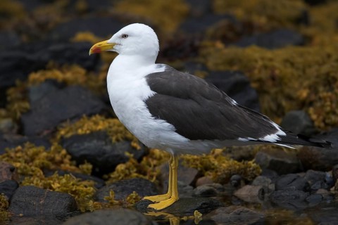 Lesser black-backed gull
