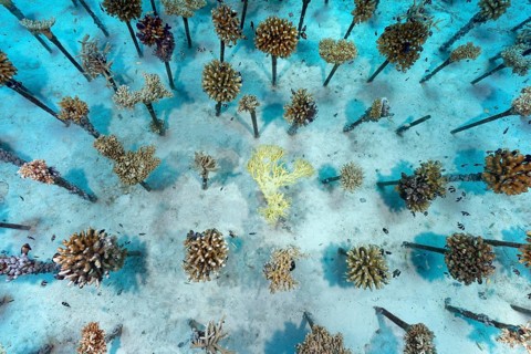 Coral breeding of stony corals