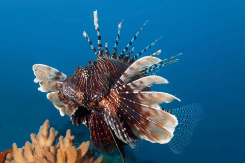 Red Lionfish
