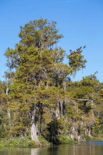 Cypress