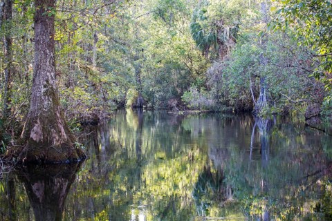 Swampland near fresh water spring Wakulla Springs