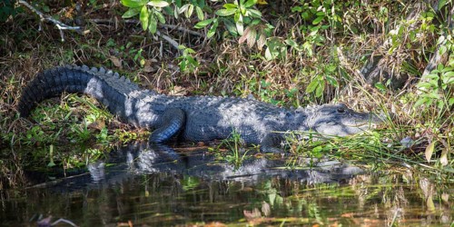 American alligator
