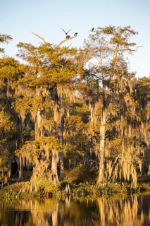 Cypresses