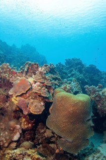Coral reef