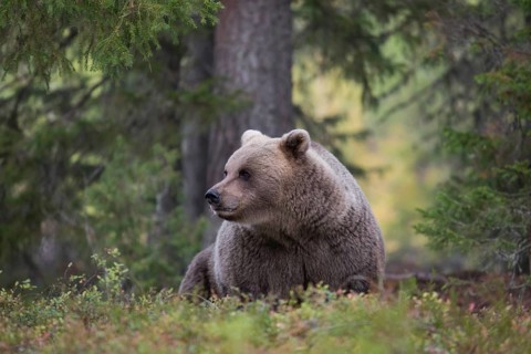 Brown bear