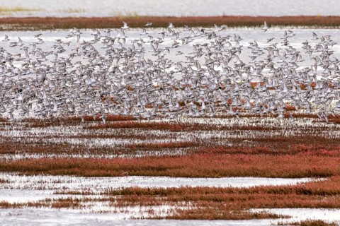 Dunlin