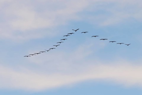 Common cranes