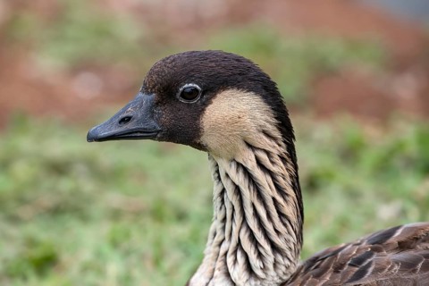 Hawaiian Goose