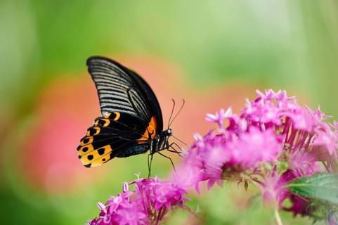 Scarlet Mormon or red Mormon