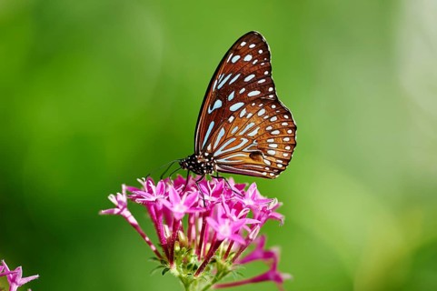 Blue Tiger