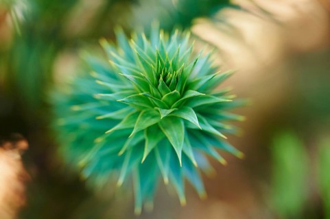 Monkey puzzle tree