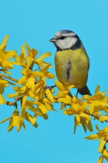 Blue tit