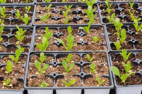 Young lettuce plants