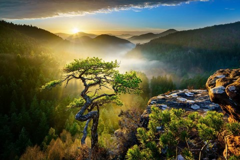 Palatinate Forest