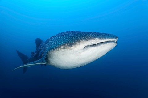 Whale shark