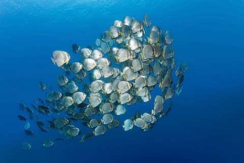 Large school of fish Orbicular batfish