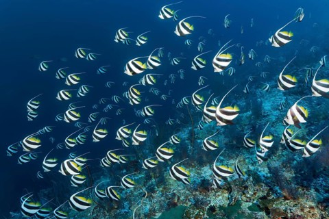 False moorish idol