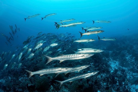 Swarm of fish Blackfin barracudas