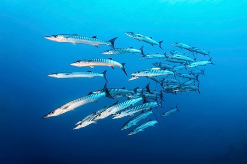 Swarm of fish Blackfin barracuda