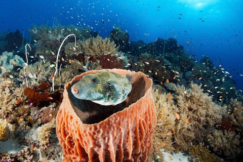 Map puffer