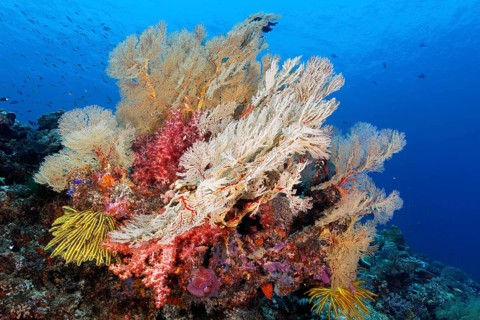 Coral Block