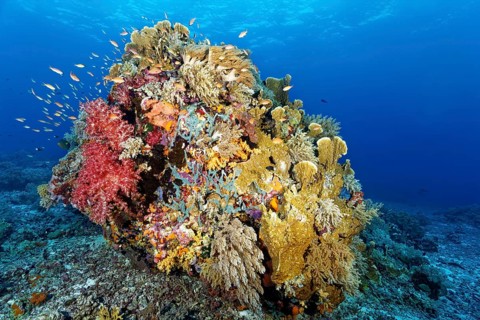 Large coral block on reef top densely covered with soft coral