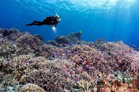 Diver swims over coral reef with different hard corals