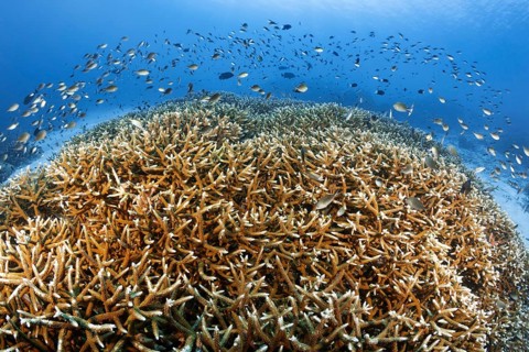 Coral reef