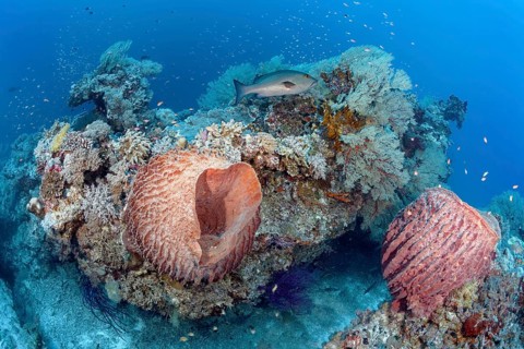 Offshore coral block with Barrel sponge