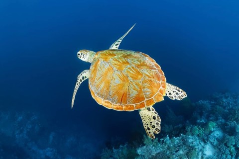 Green sea turtle