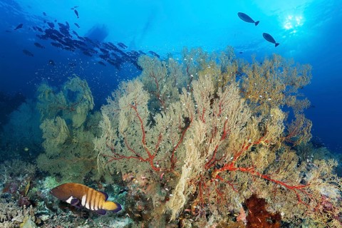 Coral reef with large Melthaea gorgonian