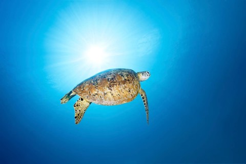Green turtle